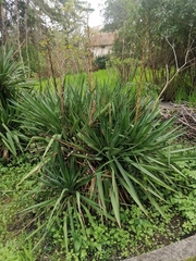 Yucca elata