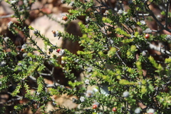 Phylica rogersii