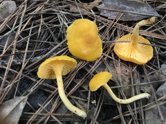 Cantharellus tabernensis