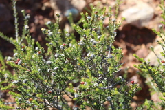 Phylica rogersii