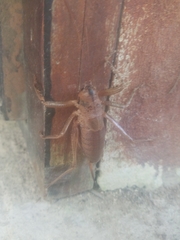 Nesoecia