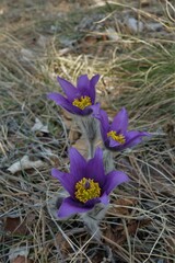 Pulsatilla grandis
