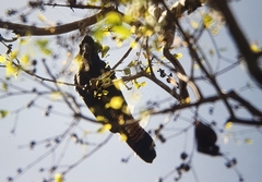 Calyptorhynchus banksii