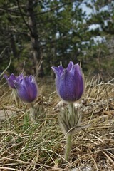 Pulsatilla grandis