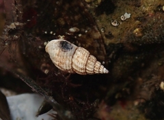 Nassarius mendicus