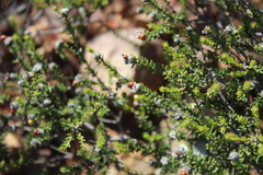 Phylica rogersii