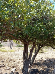 Capparidastrum pachaca