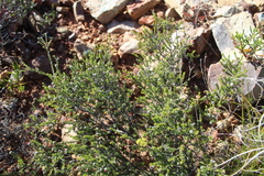 Phylica rogersii