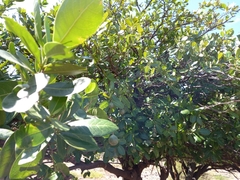 Capparidastrum pachaca