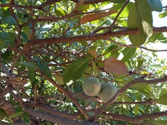 Capparidastrum pachaca