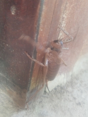 Nesoecia