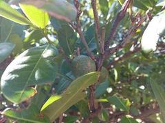 Capparidastrum pachaca