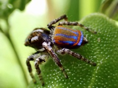 Maratus tasmanicus