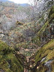 Diplacus aurantiacus