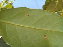 Capparidastrum pachaca