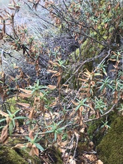 Diplacus aurantiacus