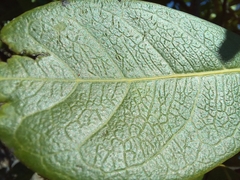 Capparidastrum pachaca