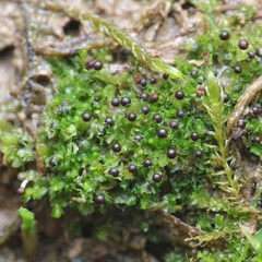 Fossombronia wondraczekii