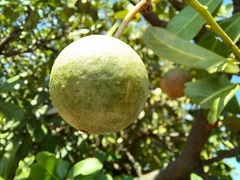 Capparidastrum pachaca