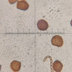Fossombronia wondraczekii