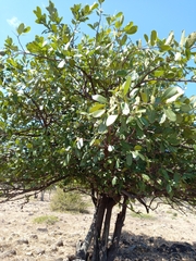 Capparidastrum pachaca