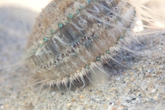 Argopecten ventricosus