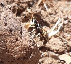 Liphanthus sabulosus