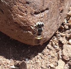 Liphanthus sabulosus