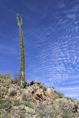Fouquieria columnaris