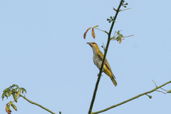 Oriolus chinensis diffusus