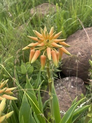 Aloe ecklonis