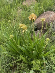 Aloe ecklonis