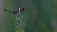 Geothlypis trichas
