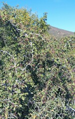 Gloveria integrifolia