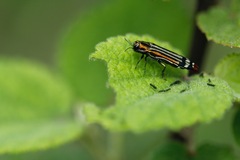 Agrilus catherinae