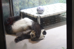 Ailuropoda melanoleuca