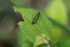 Agrilus catherinae