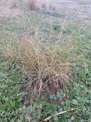 Lepidium graminifolium