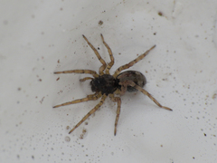 Arctosa perita