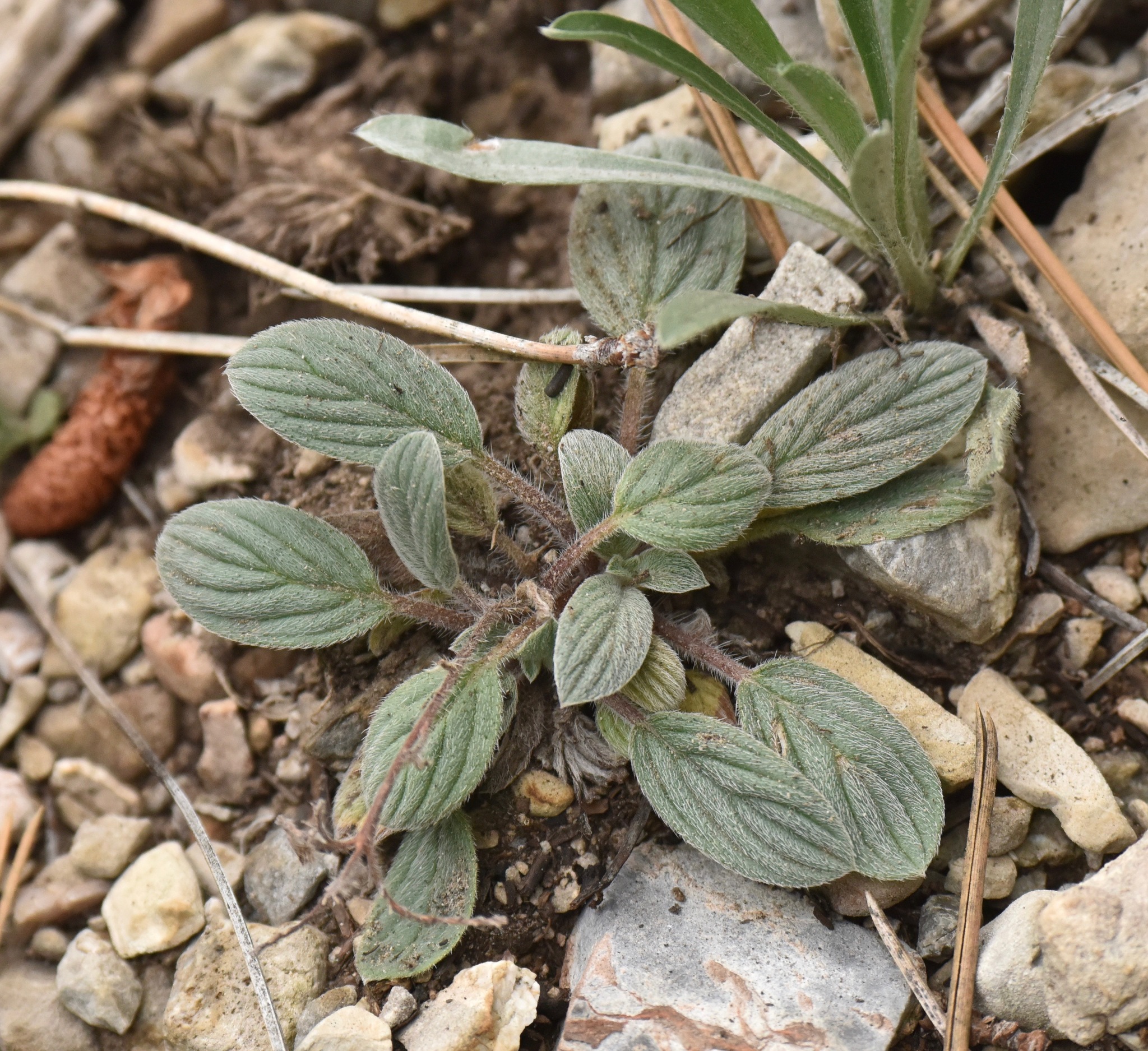 Phacelia hastata var. charlestonensis