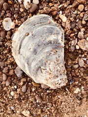 Ostrea edulis