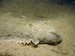 Solea senegalensis