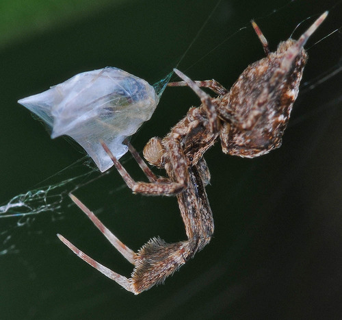 Feather-legged Lace Weaver