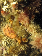 Parablennius incognitus