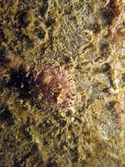 Discodoris stellifera