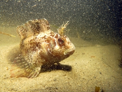 Parablennius gattorugine