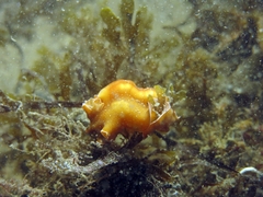 Yungia aurantiaca