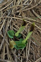 Aristolochia lutea