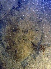 Scophthalmus rhombus