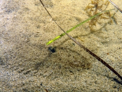 Scophthalmus rhombus